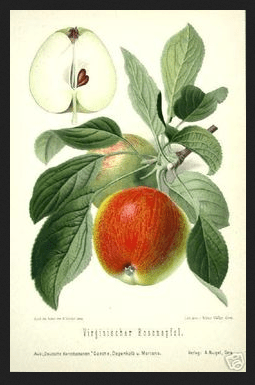 apple-botanical-print